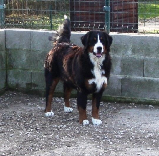 Publication : de la tremblaie téchonière Auteur : Risser daniel