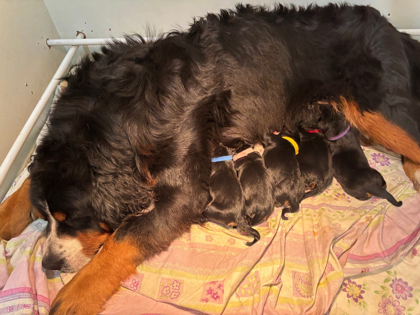 Bouvier Bernois - de la tremblaie téchonière