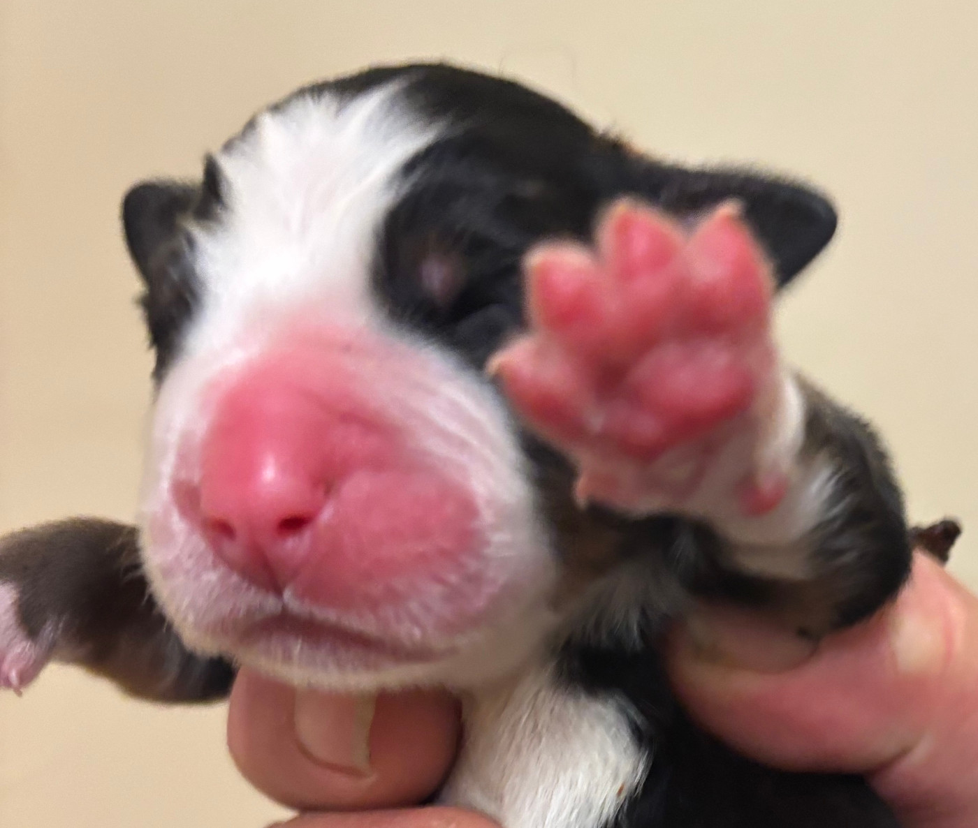 brun - Bouvier Bernois