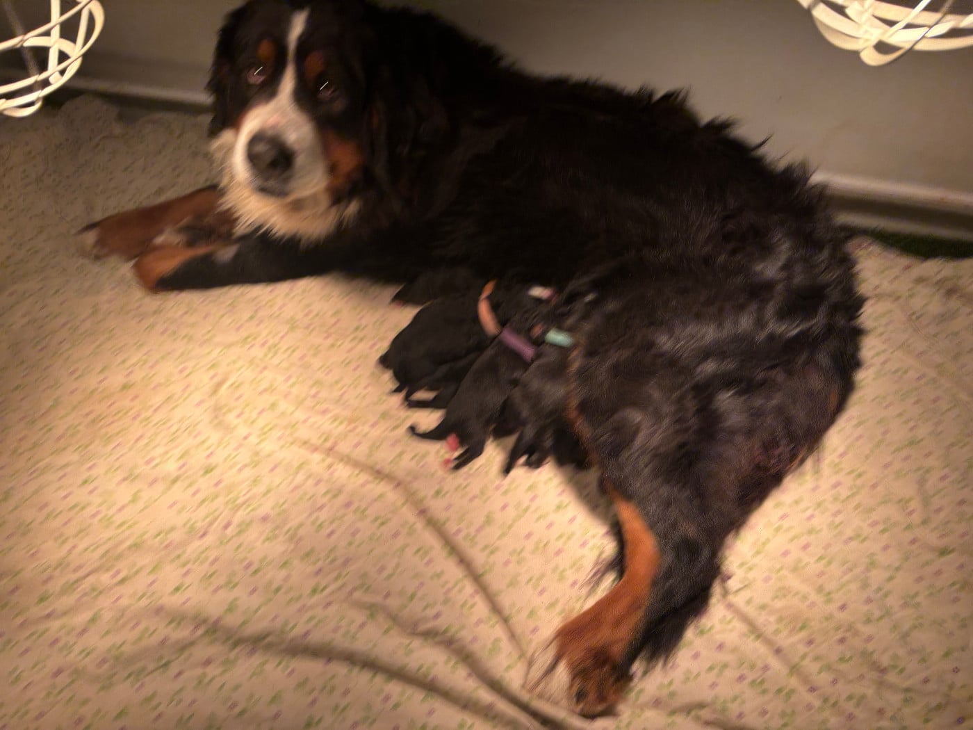 Bouvier Bernois - de la tremblaie téchonière