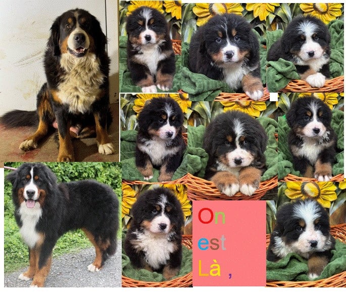 Bouvier Bernois - de la tremblaie téchonière