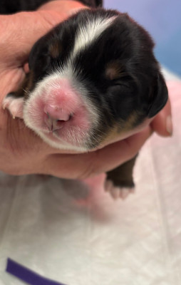 Les chiots de Bouvier Bernois