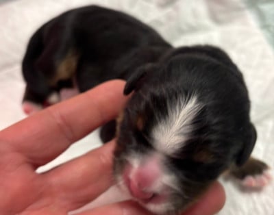 Les chiots de Bouvier Bernois