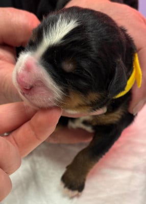 Les chiots de Bouvier Bernois