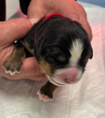 Les chiots de Bouvier Bernois