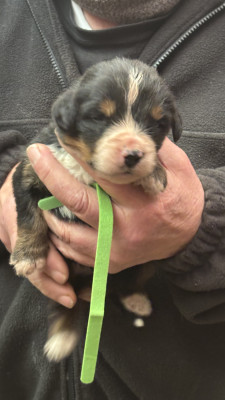 Les chiots de Bouvier Bernois