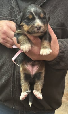 Les chiots de Bouvier Bernois