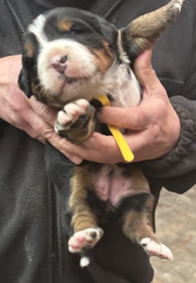 Les chiots de Bouvier Bernois