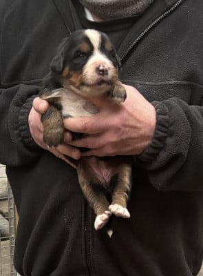 Les chiots de Bouvier Bernois