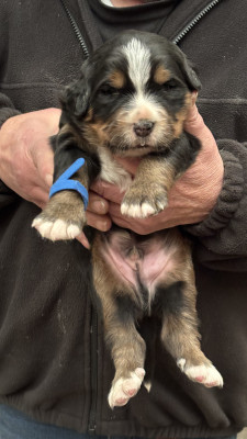 Les chiots de Bouvier Bernois