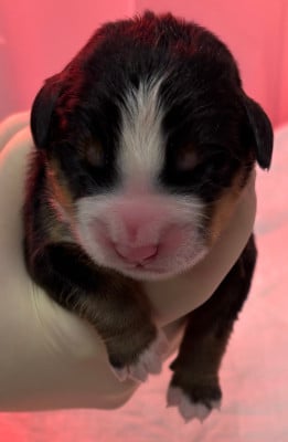 Les chiots de Bouvier Bernois