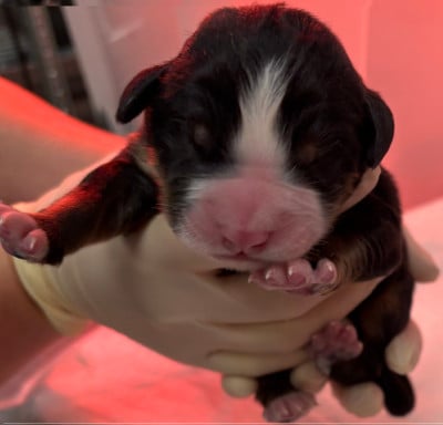Les chiots de Bouvier Bernois
