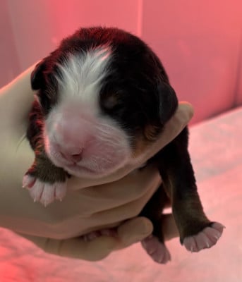 Les chiots de Bouvier Bernois