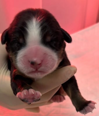 Les chiots de Bouvier Bernois