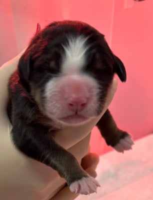 Les chiots de Bouvier Bernois