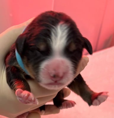 Les chiots de Bouvier Bernois