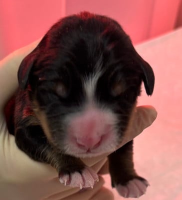 Les chiots de Bouvier Bernois