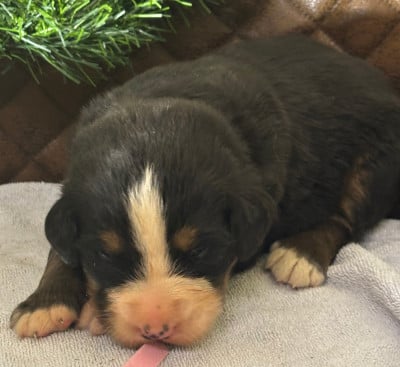 Les chiots de Bouvier Bernois