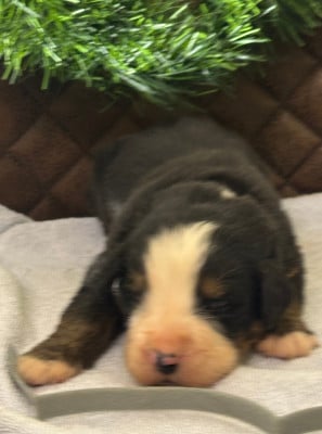 Les chiots de Bouvier Bernois