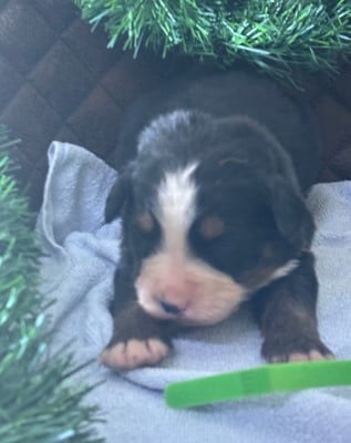 Les chiots de Bouvier Bernois