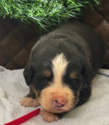 Les chiots de Bouvier Bernois