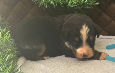 Les chiots de Bouvier Bernois