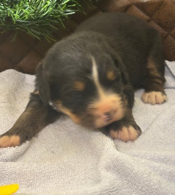 Les chiots de Bouvier Bernois
