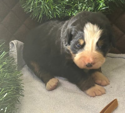 Les chiots de Bouvier Bernois