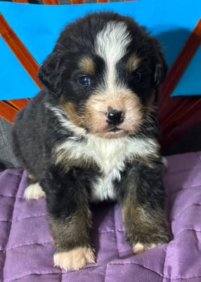 Les chiots de Bouvier Bernois