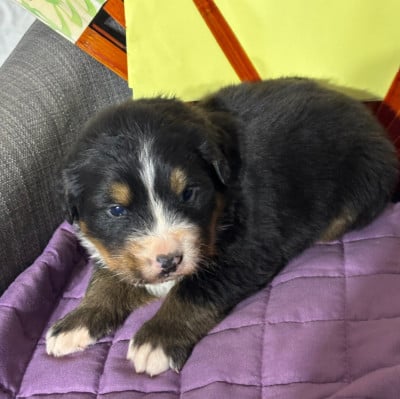 Les chiots de Bouvier Bernois