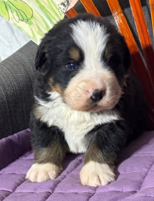 Les chiots de Bouvier Bernois