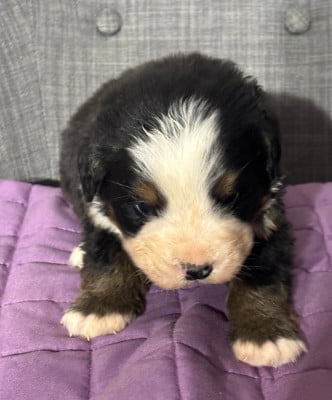 Les chiots de Bouvier Bernois