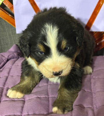 Les chiots de Bouvier Bernois