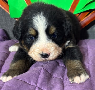 Les chiots de Bouvier Bernois