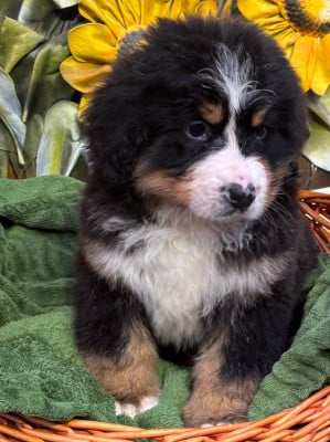 Les chiots de Bouvier Bernois