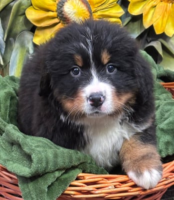 Les chiots de Bouvier Bernois