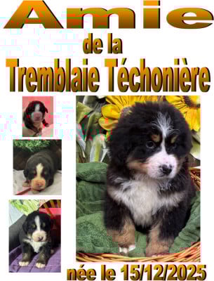 Les chiots de Bouvier Bernois