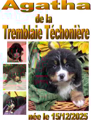 Les chiots de Bouvier Bernois