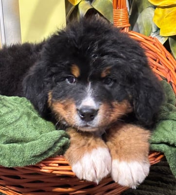 Les chiots de Bouvier Bernois