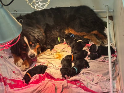 Les chiots de Bouvier Bernois