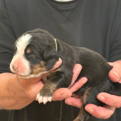 Les chiots de Bouvier Bernois