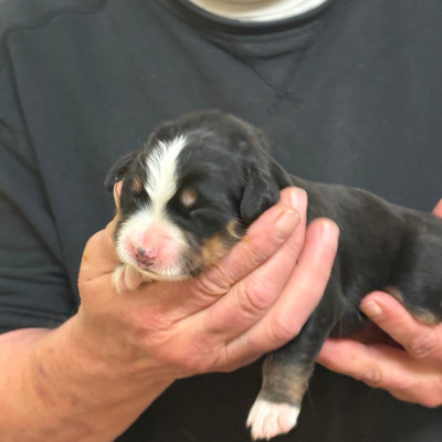 Les chiots de Bouvier Bernois