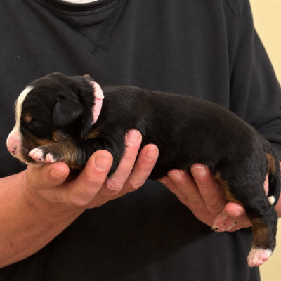 Les chiots de Bouvier Bernois