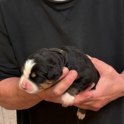 Les chiots de Bouvier Bernois