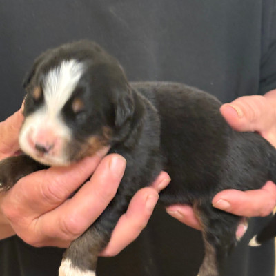 Les chiots de Bouvier Bernois