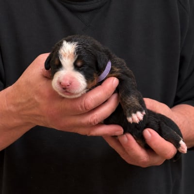 Les chiots de Bouvier Bernois