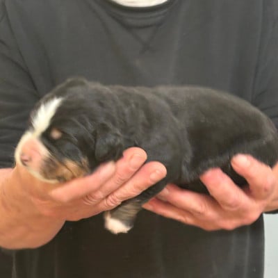 Les chiots de Bouvier Bernois