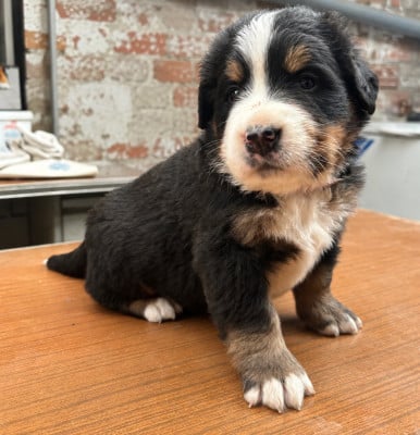 Les chiots de Bouvier Bernois