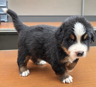 Les chiots de Bouvier Bernois