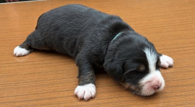 Les chiots de Bouvier Bernois